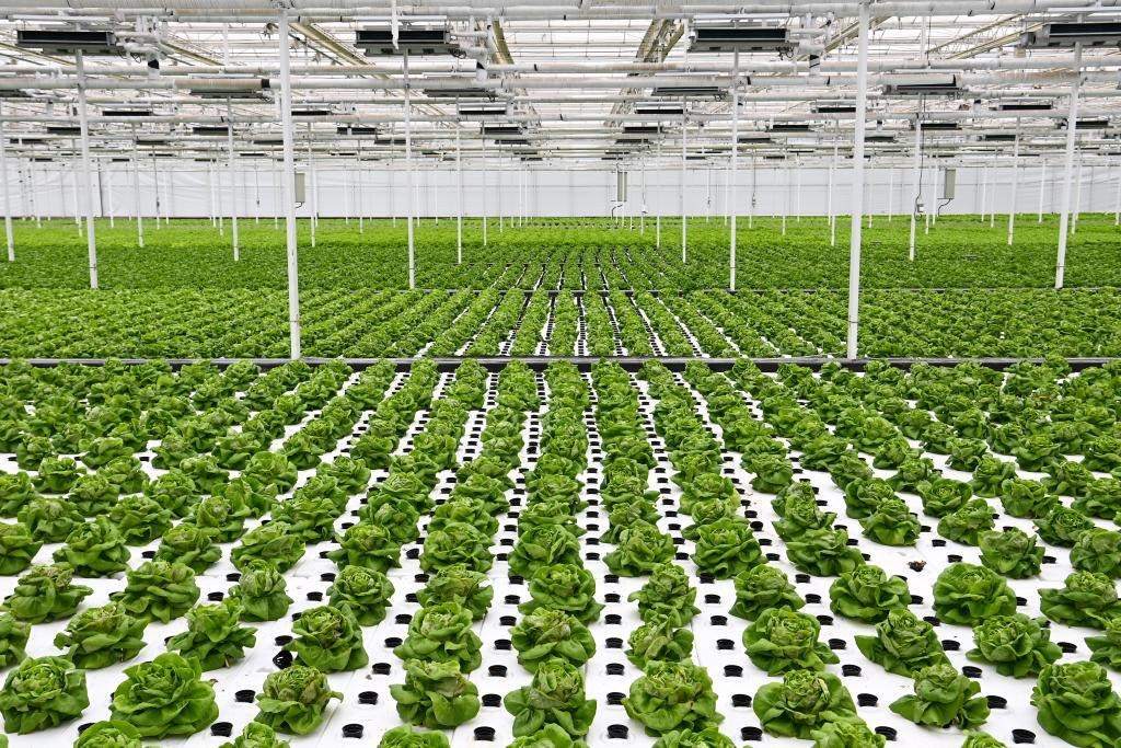10月26日，楊凌智慧農(nóng)業(yè)示范園智慧溫室內(nèi)通過無土栽培技術(shù)種植的蔬菜。新華社記者 鄒競一 攝