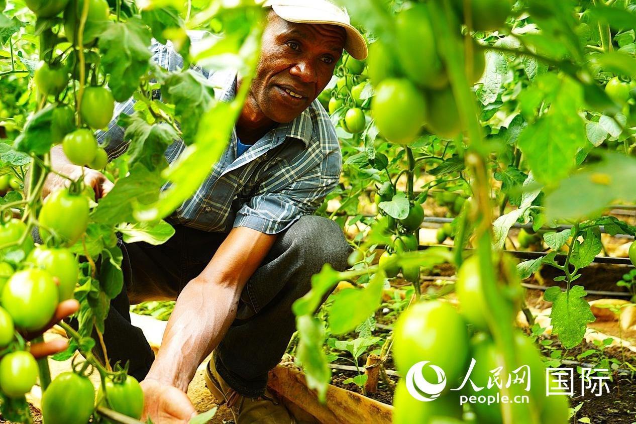 肯尼亞納庫(kù)魯郡，當(dāng)?shù)剞r(nóng)民喬納·卡蘭賈家的溫室大棚里，番茄長(zhǎng)勢(shì)喜人。人民網(wǎng)記者 黃煒鑫攝