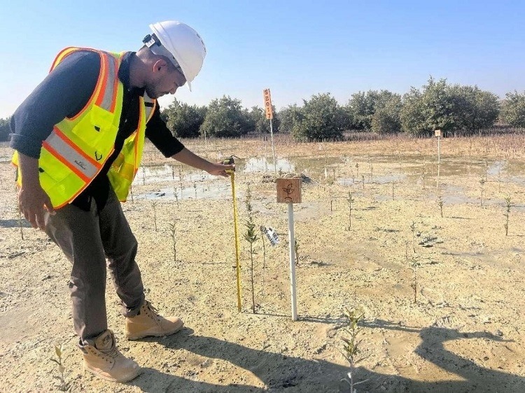 工作人員在監(jiān)測紅樹苗生長情況。中國土木供圖