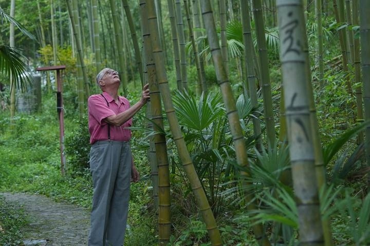 奈斯在莫干山的竹林里散步。