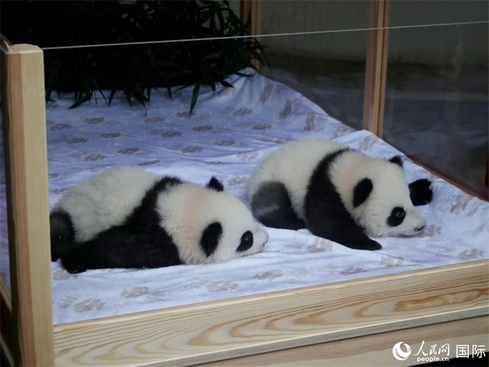 柏林動物園的明星“夢好”與“夢甜”。人民網(wǎng) 肖晶攝