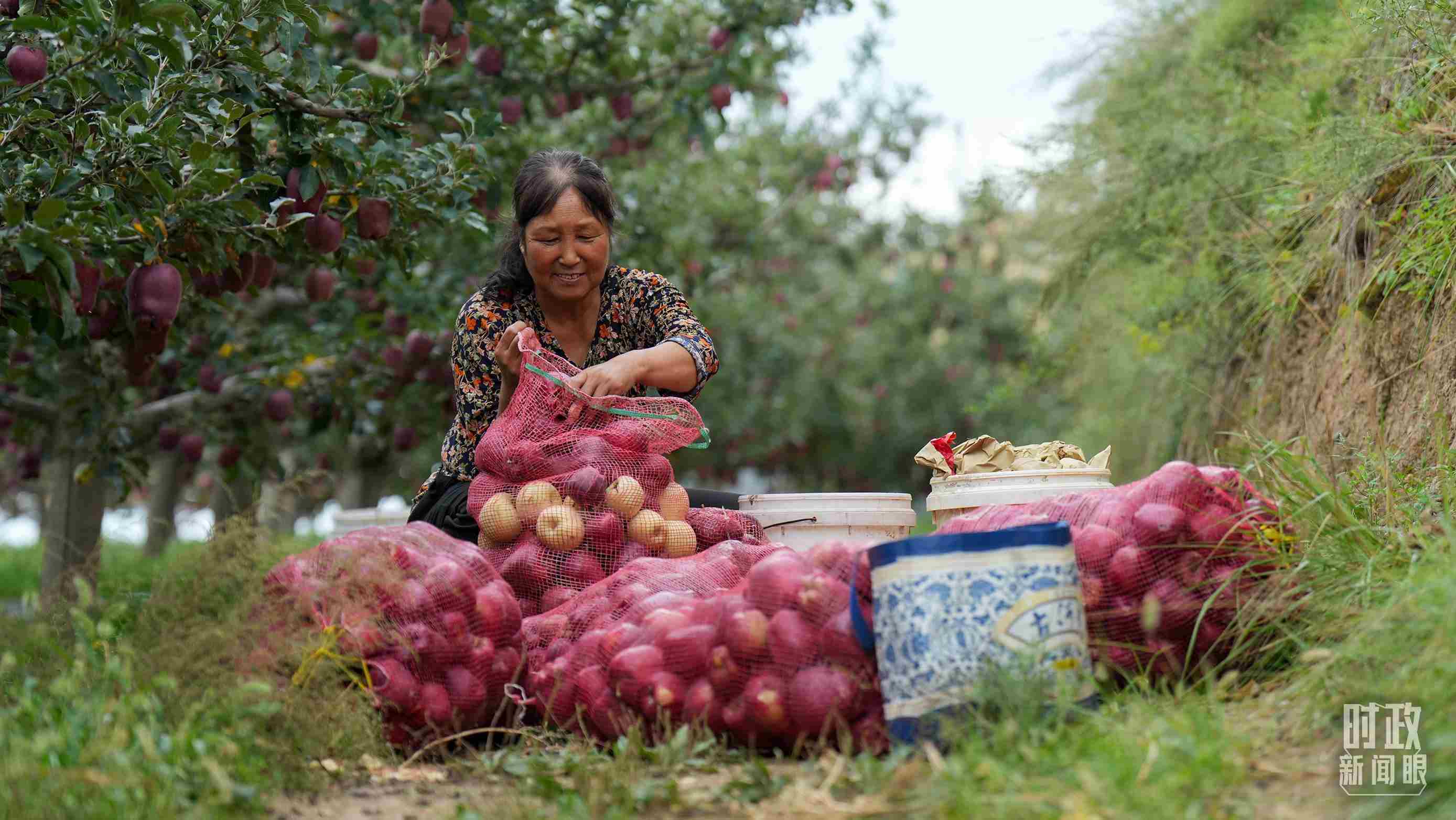 △甘肅天水的花牛蘋果已經(jīng)成為當(dāng)?shù)厝罕姷摹吧鷳B(tài)果”“致富果”。（總臺記者李晉拍攝）