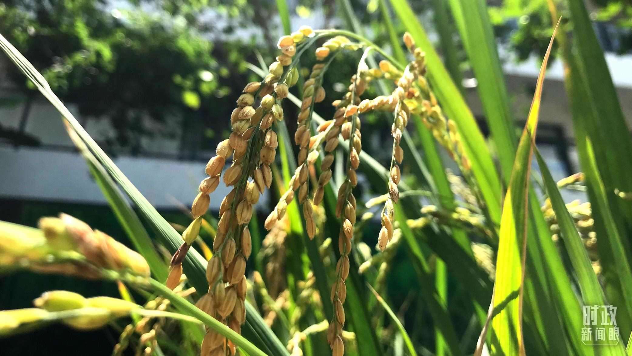 在海南培育的水稻品種。（總臺央視記者石偉明拍攝）