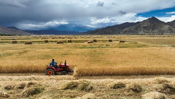 2024年9月10日在西藏日喀則市白朗縣巴扎鄉(xiāng)拍攝的秋收場景（無人機照片）。新華社記者 晉美多吉 攝