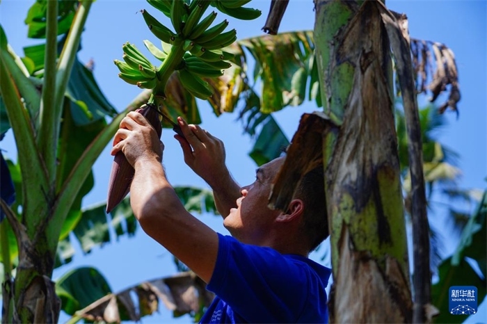 12月23日，中國(guó)熱帶農(nóng)業(yè)科學(xué)院專(zhuān)家趙增賢在斯里蘭卡馬坎杜拉為當(dāng)?shù)剞r(nóng)戶(hù)做技術(shù)示范。新華社記者 陳冬書(shū) 攝