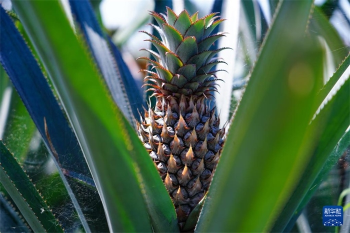 這是12月23日在斯里蘭卡馬坎杜拉拍攝的中國(guó)技術(shù)試驗(yàn)田里的菠蘿。新華社記者 陳冬書(shū) 攝