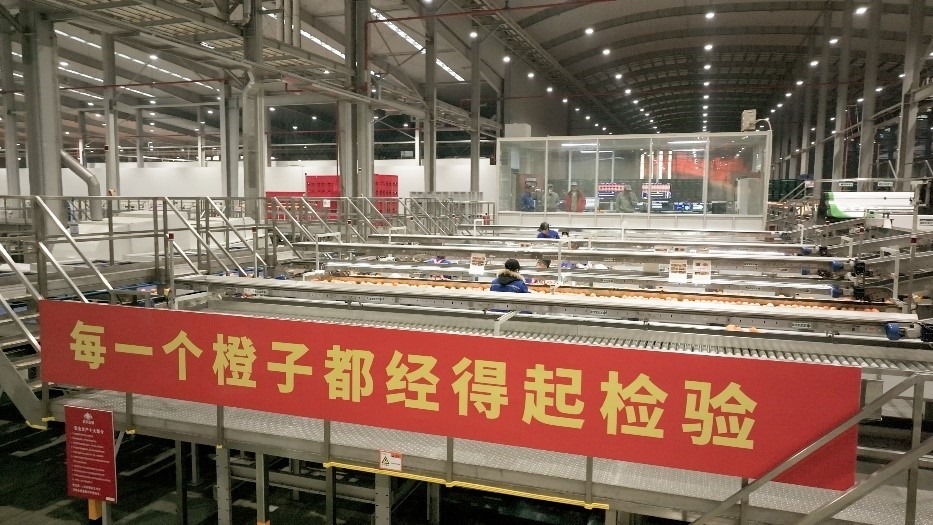 工人在智能生產線上對臍橙精深加工。人民網記者 張力洋攝