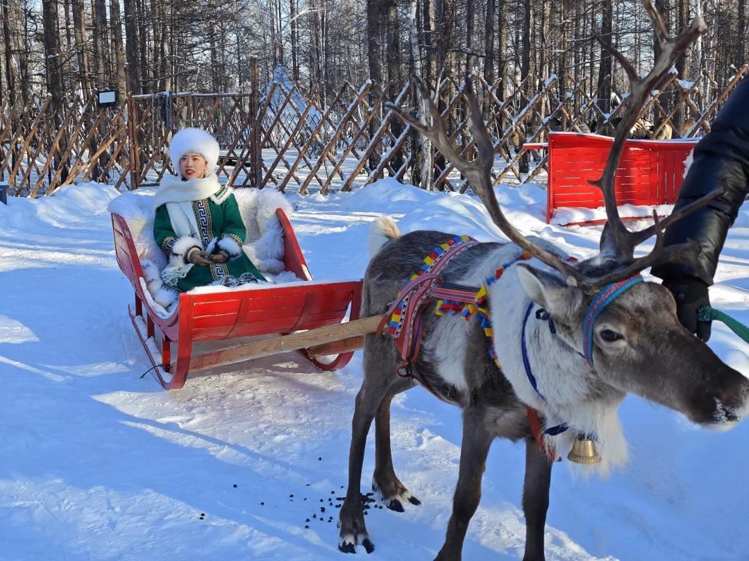 游客體驗(yàn)馴鹿拉雪橇。人民網(wǎng)記者 苗陽攝
