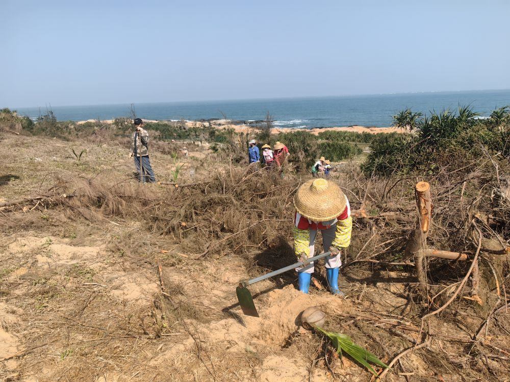 2025年1月19日，在海南文昌市，工人正在修復海岸防風林。新華社記者吳茂輝 攝