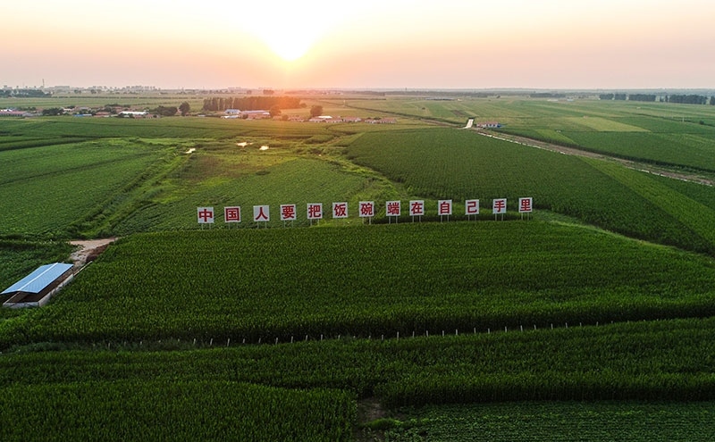 2020年7月23日拍攝的吉林省梨樹縣國家百萬畝綠色食品原料（玉米）標(biāo)準(zhǔn)化生產(chǎn)基地核心示范區(qū)（無人機(jī)照片）。新華社記者 許暢 攝
