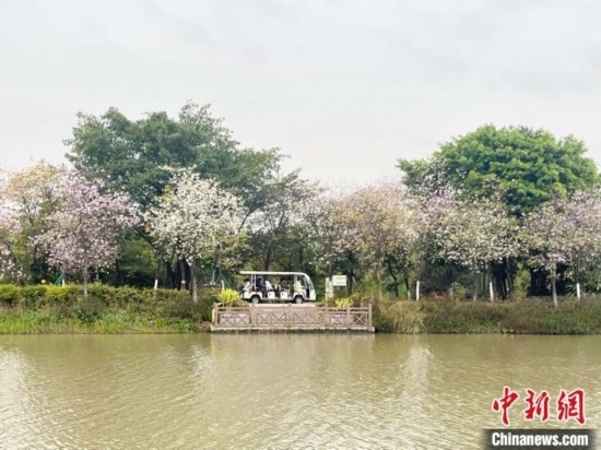 3月7日，廣州海珠國(guó)家濕地公園宮粉紫荊花海吸引游人。中新社記者 許青青 攝