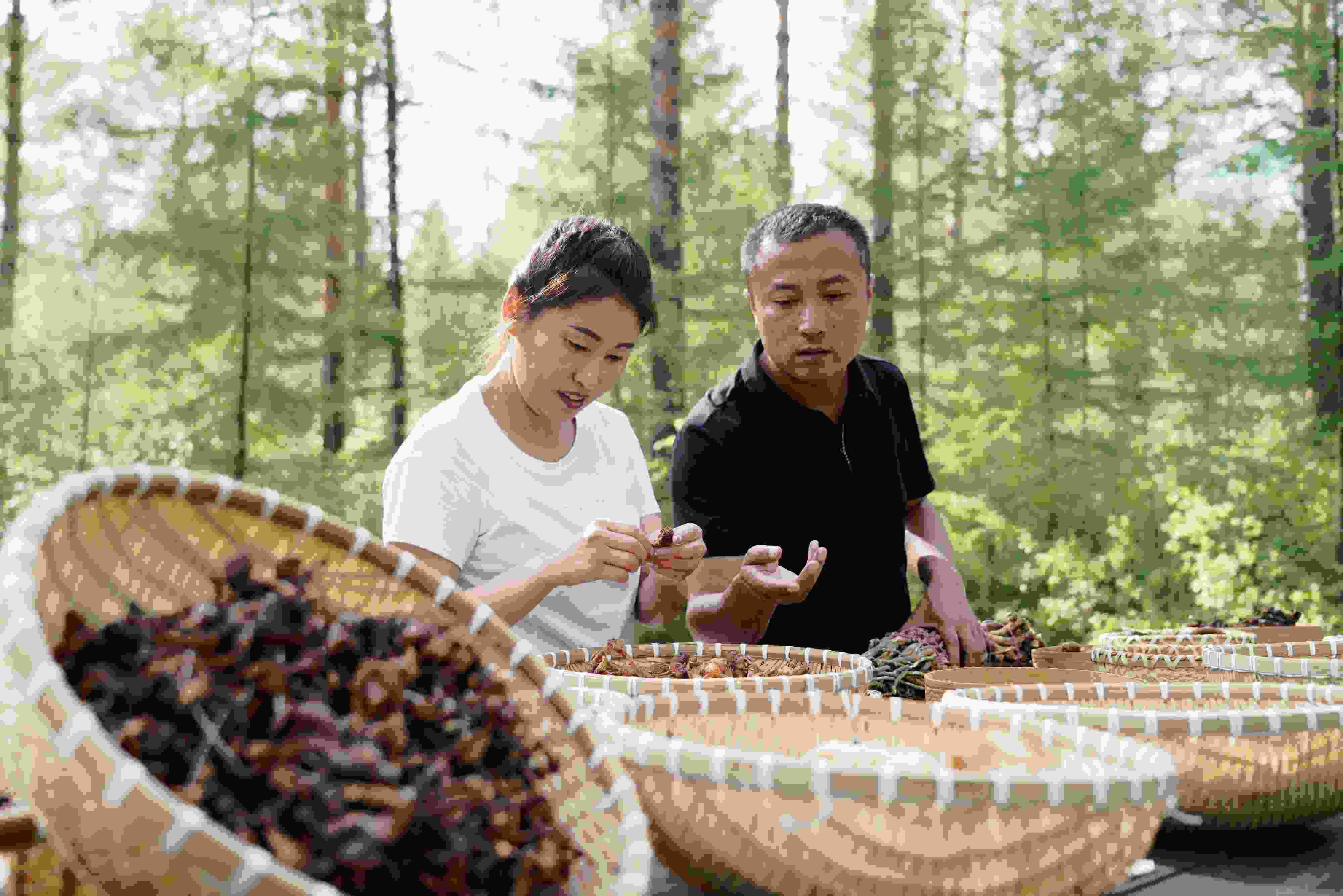 2024年8月6日，黑龍江漠河林場(chǎng)員工正在分揀采集來(lái)的林下產(chǎn)品。