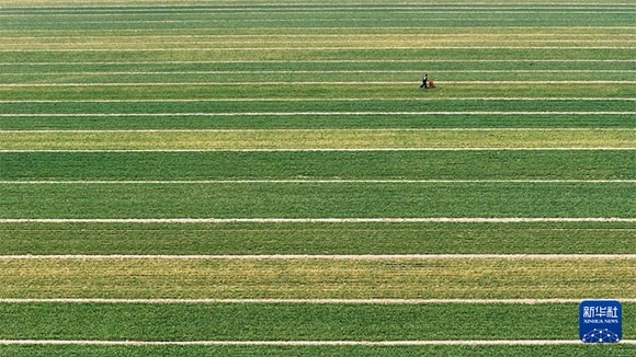 3月14日，在菏澤市鄆城縣潘渡鎮(zhèn)，農(nóng)民在麥田里施肥（無人機(jī)照片）。