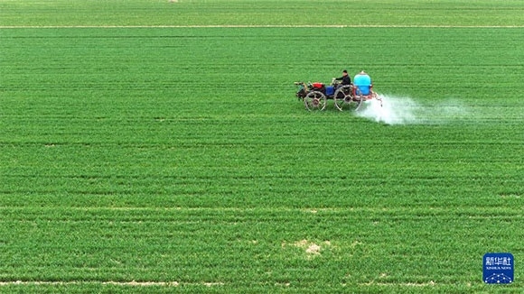 3月14日，在菏澤市鄆城縣郭屯鎮(zhèn)，農(nóng)民在麥田里噴灑除草劑（無人機(jī)照片）。