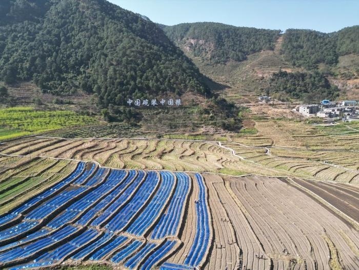 △近日，四川涼山一現(xiàn)代農(nóng)業(yè)園春耕育秧搶農(nóng)時(shí)。