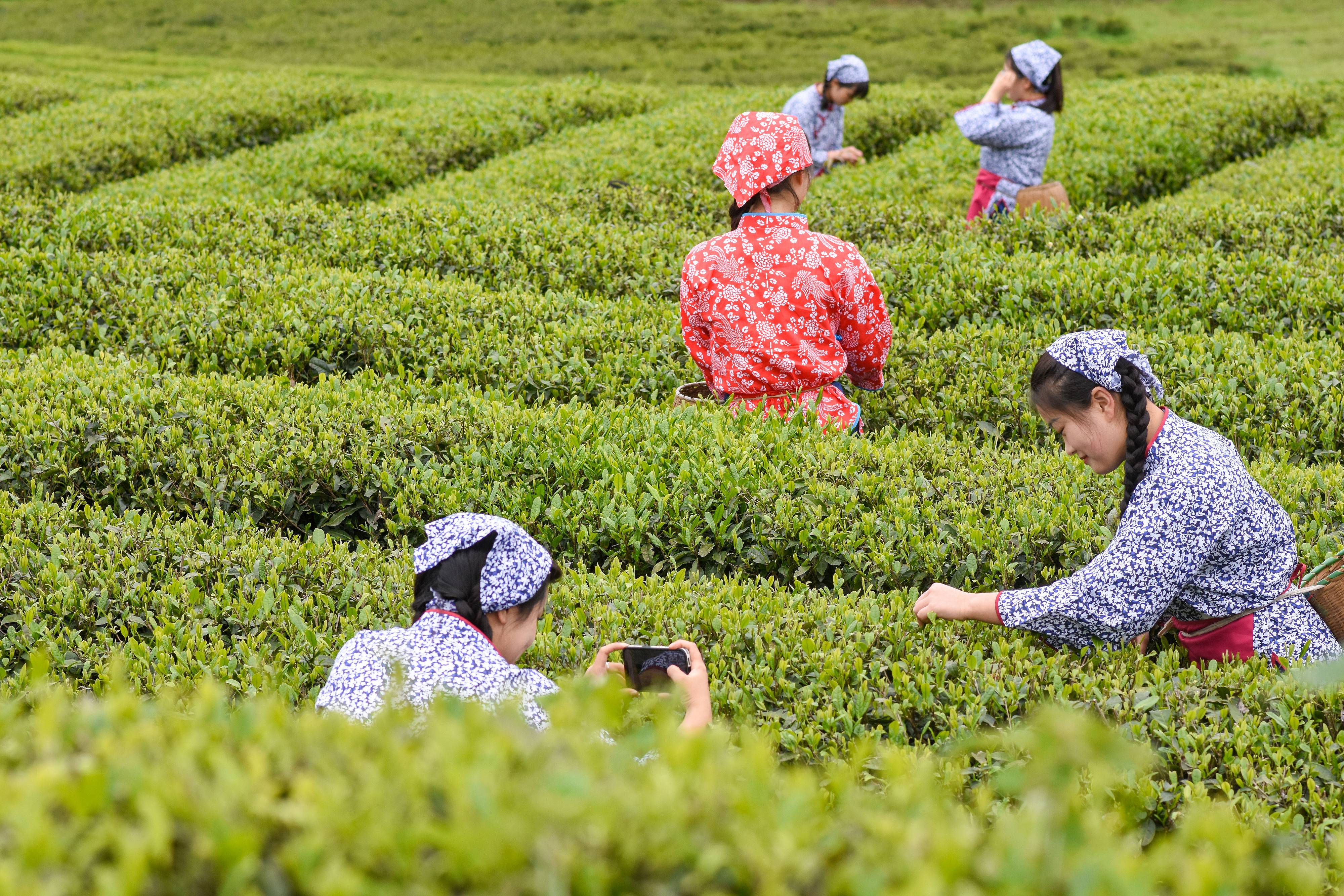 2023年4月6日，游客在貴州省銅仁市江口縣怒溪鎮(zhèn)駱象村生態(tài)茶園體驗(yàn)采茶樂趣。