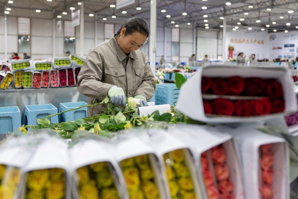 △近日，工作人員在云南麗江現(xiàn)代花卉產(chǎn)業(yè)園包裝鮮花。