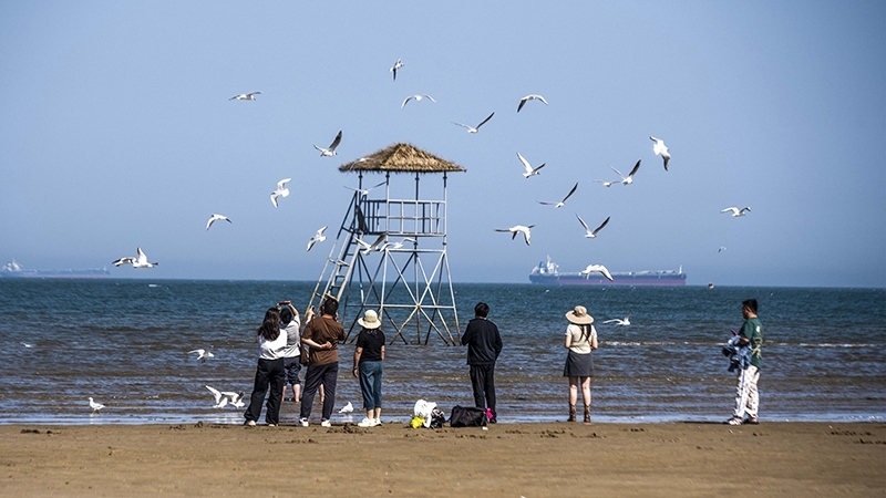 2024年5月12日，河北秦皇島，北戴河鴿子窩公園成群海鷗在天空中自由翱翔，與大海、藍天構(gòu)成了一幅美麗的畫卷。