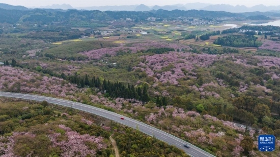 清鎮(zhèn)市紅楓湖鎮(zhèn)右二村旁的道路與花海相映（4月5日攝，無(wú)人機(jī)照片）。