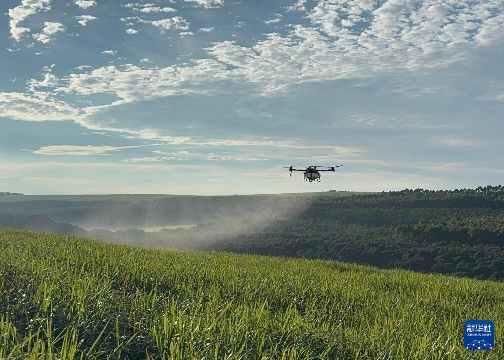 3月25日，在南非夸祖魯-納塔爾省的方廷希爾莊園，中國農(nóng)用無人機為甘蔗林噴灑殺菌劑。新華社記者 白舸 攝