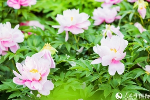 洛陽國家牡丹園牡丹盛開。 人民網(wǎng)記者 魯揚攝