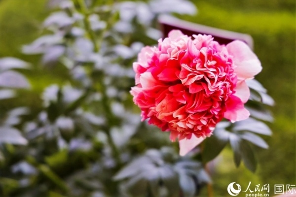 洛陽國家牡丹園牡丹盛開。 人民網(wǎng)記者 魯揚攝
