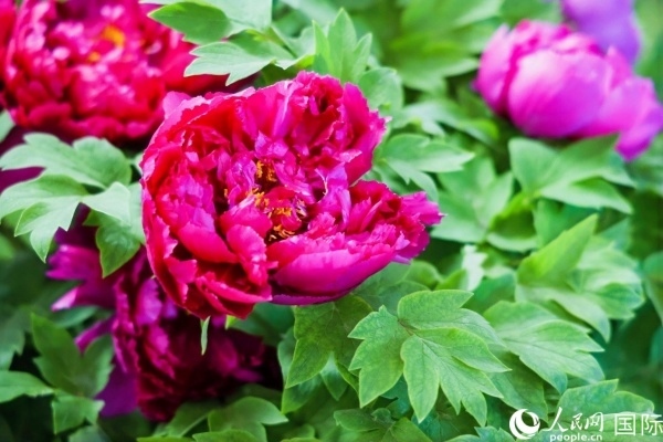 洛陽國家牡丹園牡丹盛開。 人民網(wǎng)記者 魯揚攝