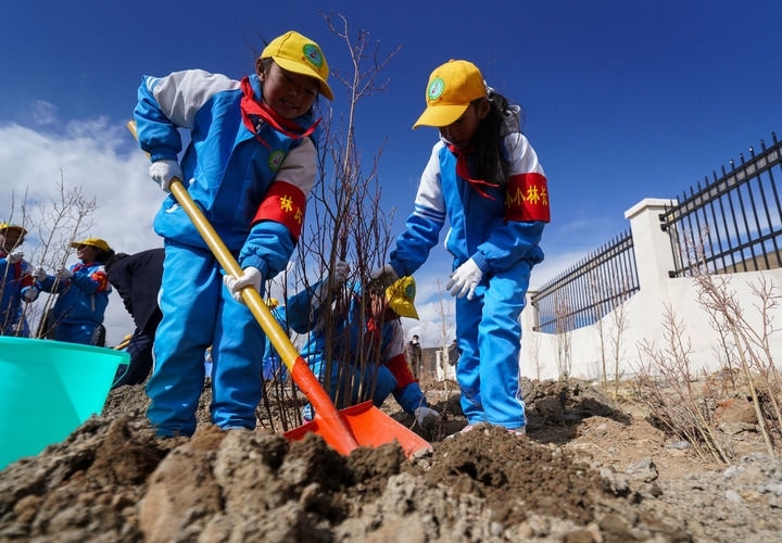 2025年4月25日，西藏那曲市小學(xué)生在植樹。新華社記者 晉美多吉 攝
